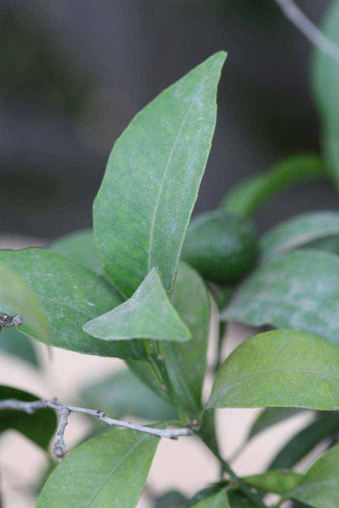              Shade leaves (Riverside, CA)       